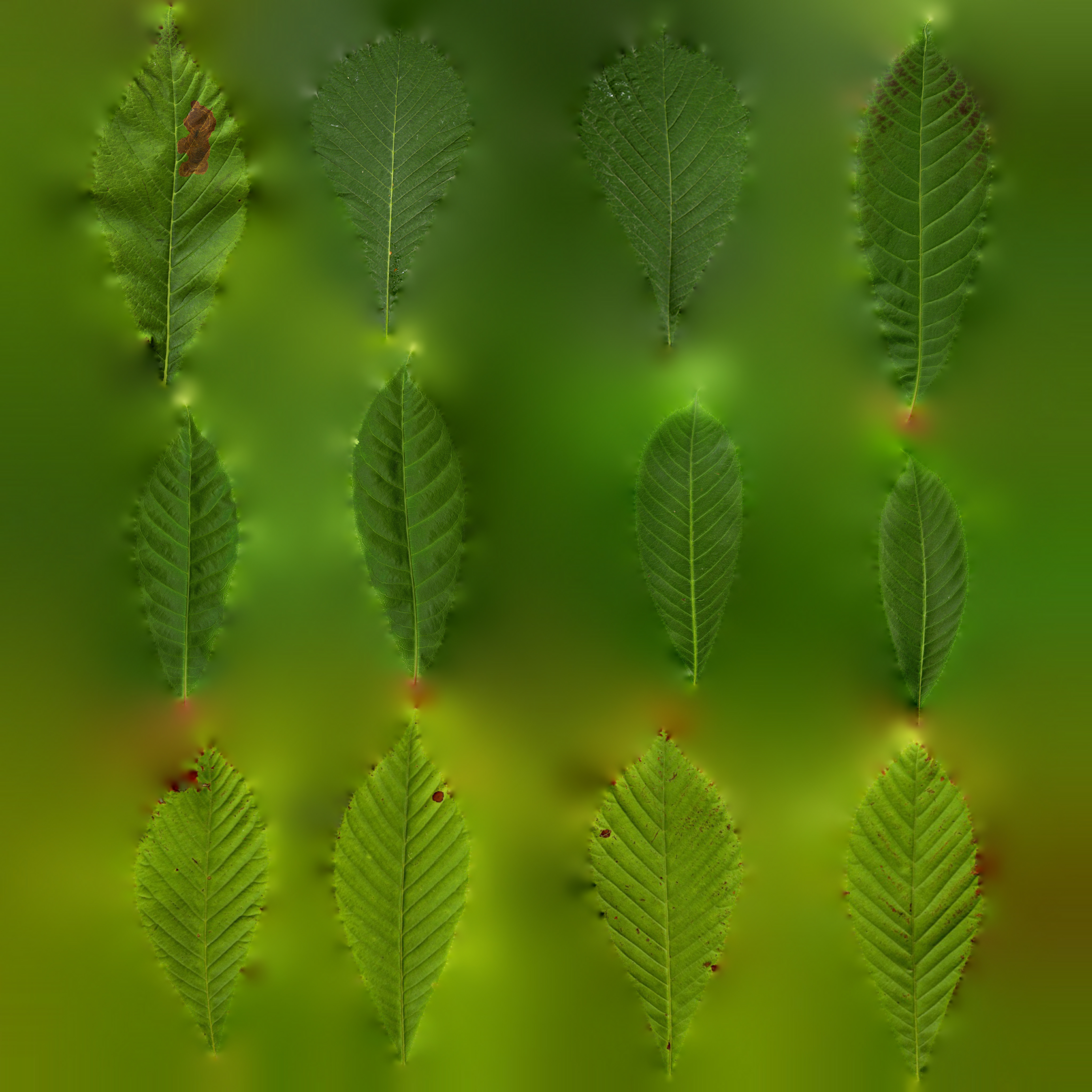MT_PM_V089_Maps/MT_PM_V89_Aesculus_hippocastanum_01_Leaf_01_albedo.jpg