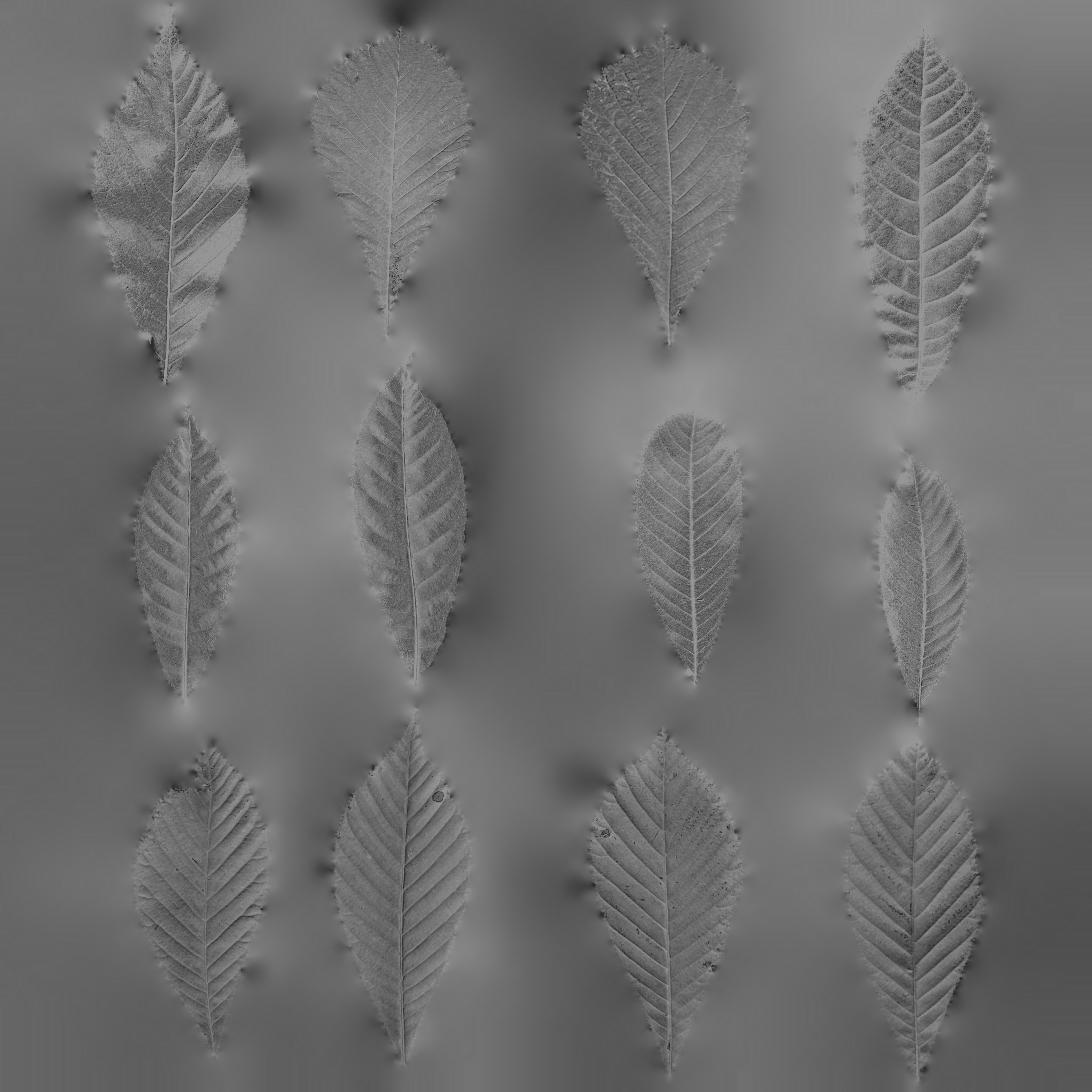 MT_PM_V089_Maps/MT_PM_V89_Aesculus_hippocastanum_01_Leaf_01_glossiness.jpg