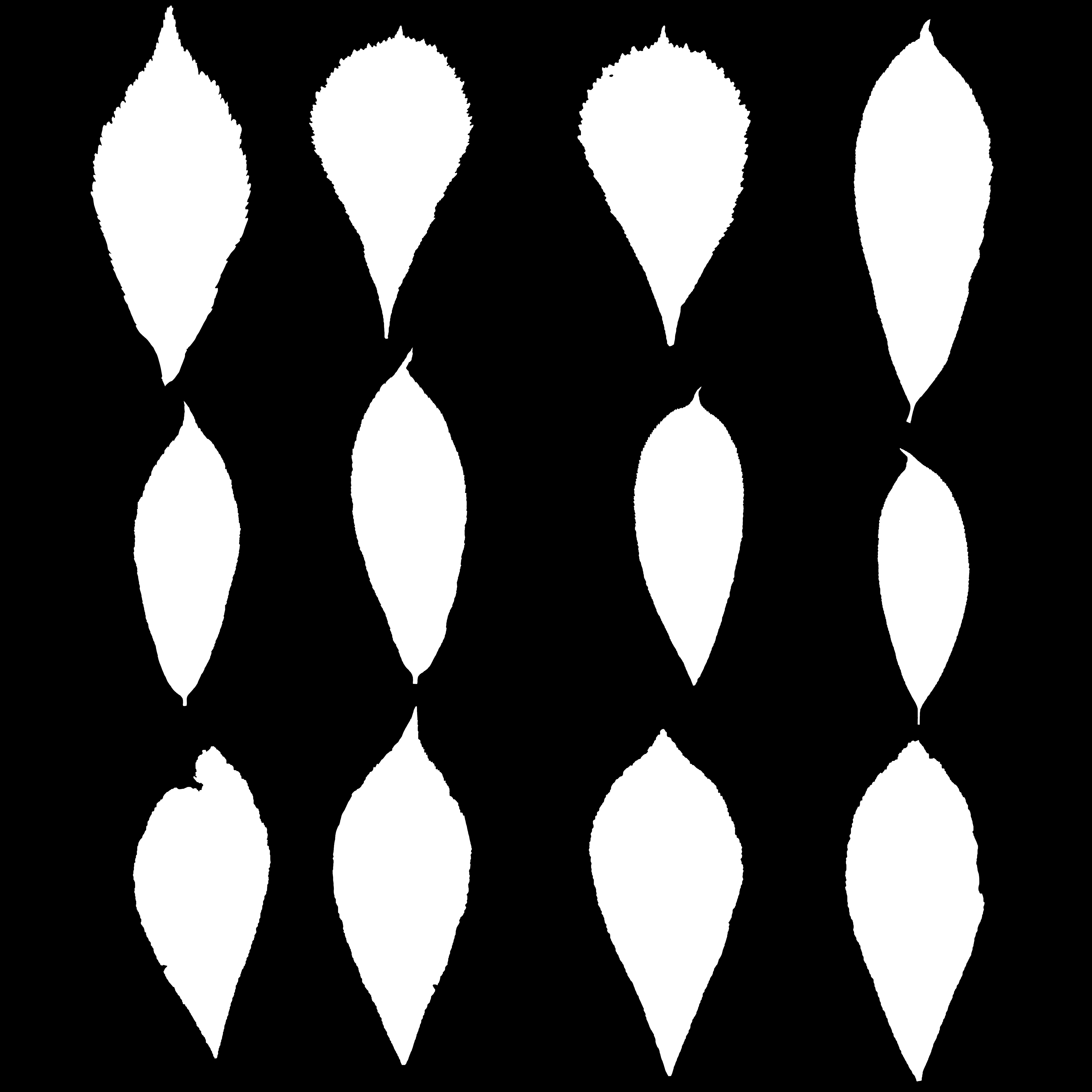 MT_PM_V089_Maps/MT_PM_V89_Aesculus_hippocastanum_01_Leaf_01_opacity.jpg