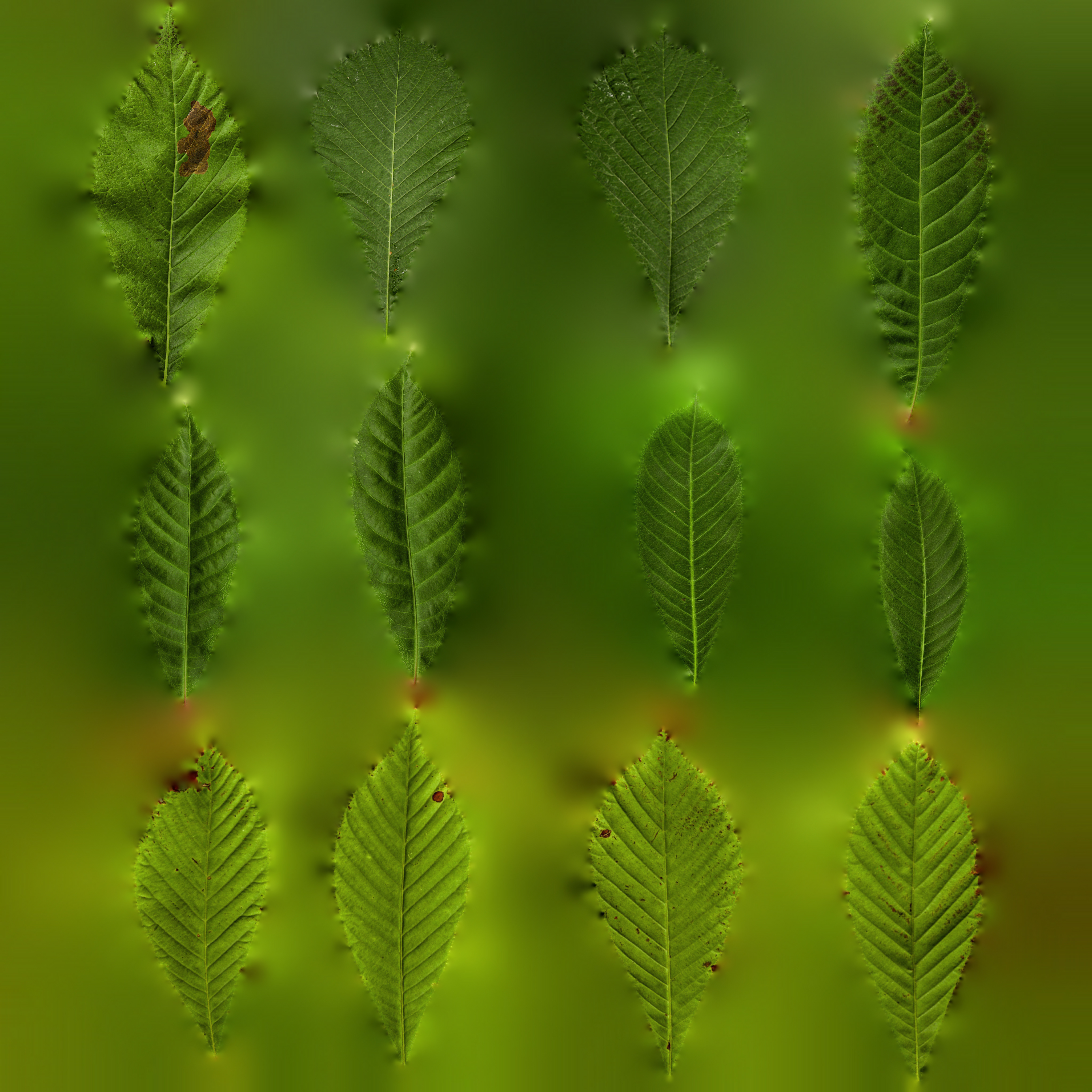 MT_PM_V089_Maps/MT_PM_V89_Aesculus_hippocastanum_01_Leaf_01_translucency.jpg