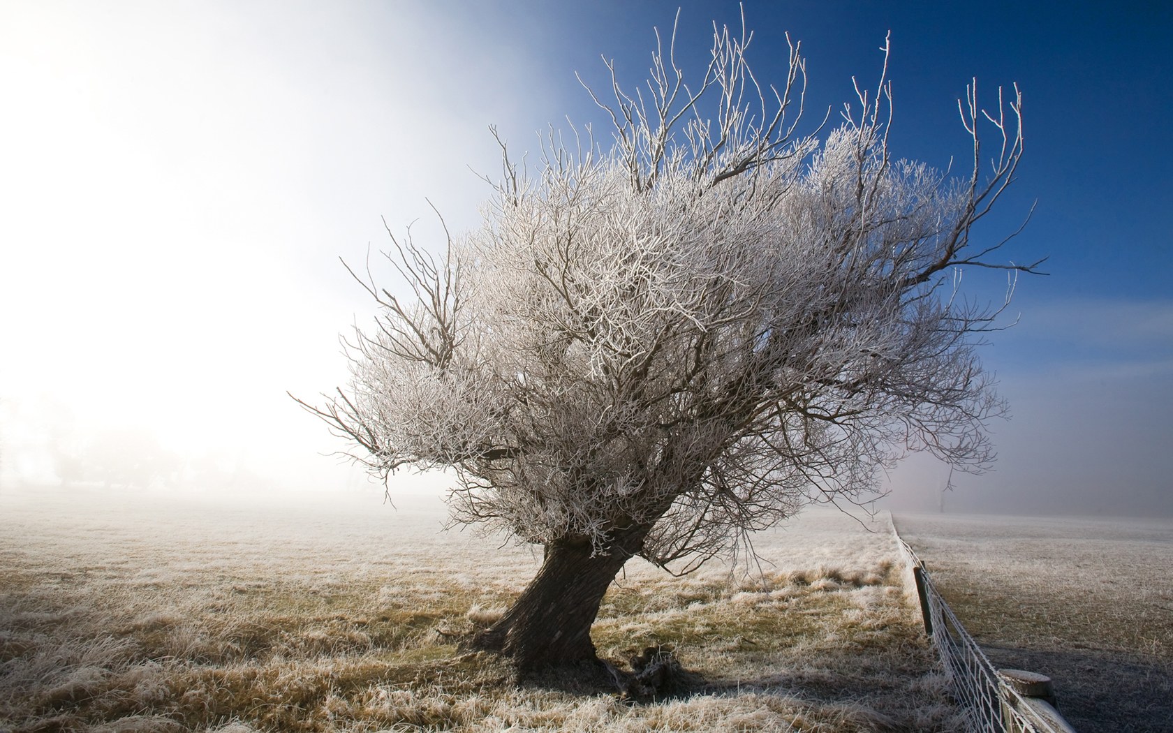 A Frosty Tree in A frosty day, Central Otago, New Zealand.jpg