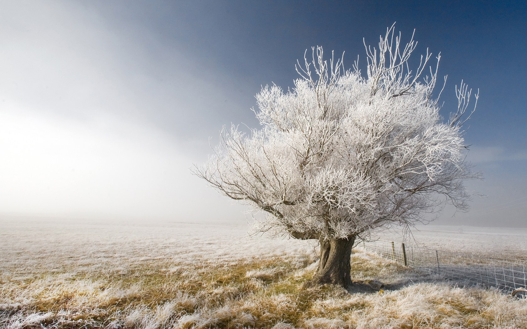 A frosty tree, A frosty day in Central Otago, New Zealand.jpg