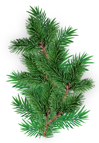 01_Christmas_Slideshow/(Footage)/Christmas Slideshow/[03] Ignore/Decorations/Elements/branch.png