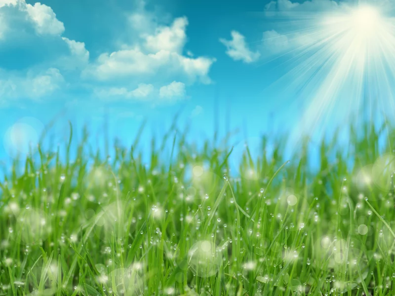 tools/SDI/themes/grass/main.webp