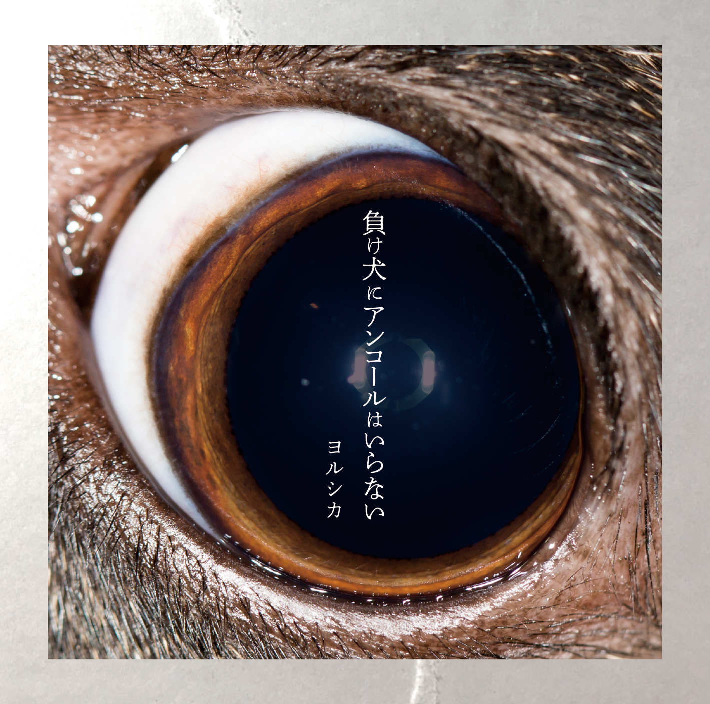 2018-05-09 - 負け犬にアンコールはいらない/folder.jpg