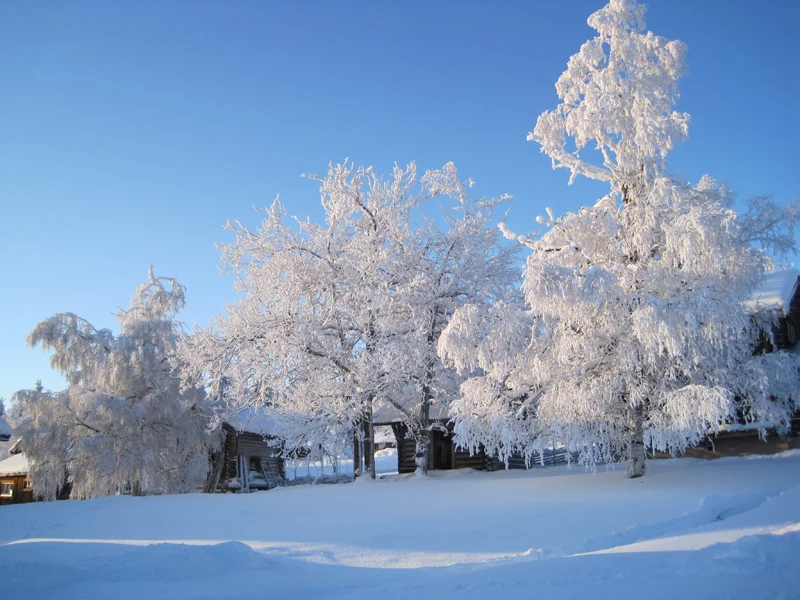 tools/SDI/themes/winter/winter.webp